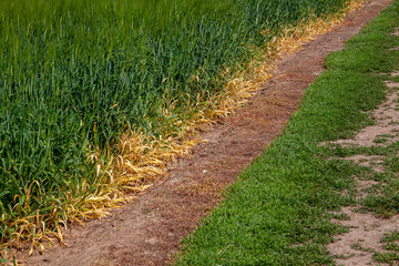 Désherbage de la bordure d'un champs de céréales au glyphosate