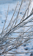 Winter Netherlands. Pine tree frost and snow