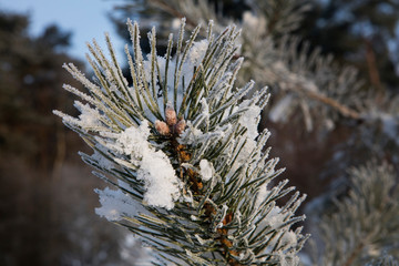 Naklejka na ściany i meble Winter Netherlands. Pine tree frost and snow