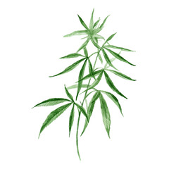 Watercolor hand drawn vector painting illustration of green branch Cannabis sativa (Cannabis indica, Marijuana) medicinal plant with leaves  isolated on a white background. Harvesting, planting weed