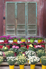 Fototapeta na wymiar Chrysanthemums plants and flowers in pots