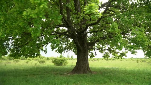 A lonely tree in the middle of a field. Green healthy oak clearly visible foliage and branches , close-up. Against the green horizon