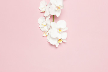 Beautiful White Phalaenopsis orchid flowers on pastel pink background top view flat lay. Tropical flower, branch of orchid close up. Pink orchid background. Holiday, Women's Day, Flower Card, beauty