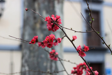 Twig of Chaenomeles cathayensis flower, quince, spring blooming