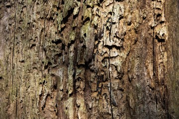 The bark of a tree covered with moss