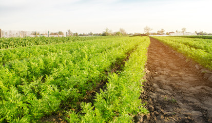 Fototapeta na wymiar Carrot plantations grow in the field. Vegetable rows. Growing vegetables. Farm. Landscape with agricultural land. Crops Fresh Green Plant Agriculture Farming.