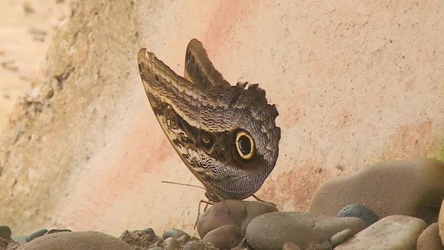 Steady, close up shot of a butterfly standing on small rocks.