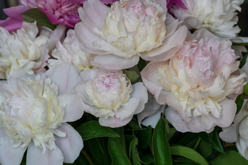 Closeup of fresh peony flowers. peony background. pink and white peonies.