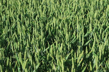 Obraz premium Grain in the Sun, Baden-Württemberg, Germany