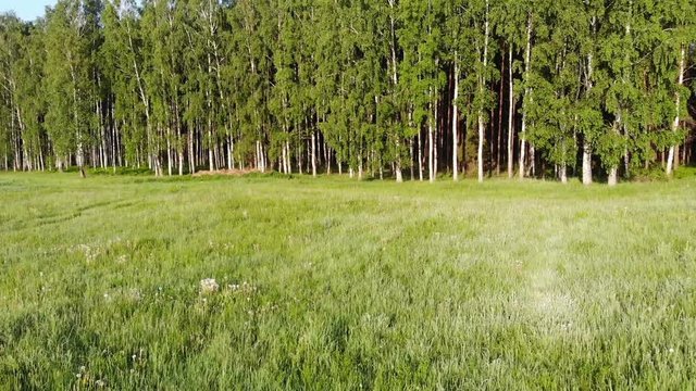 Aerial view from a drone approaching the forest from the meadow in the morning with the rising sun and fog. Northern coniferous forest seen from above with green trees and primeval relaxing nature