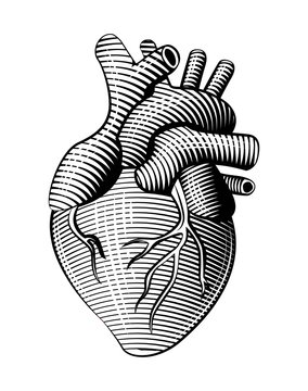 Woodcut style human heart line art