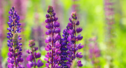 Obraz premium Flowering Lupinus perennis, panoramic view, closeup. Sundial lupine, beautiful in spring bloom garden