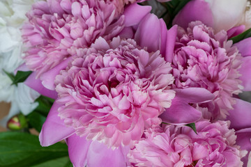 Closeup of fresh peony flowers. peony background. pink and white peonies.