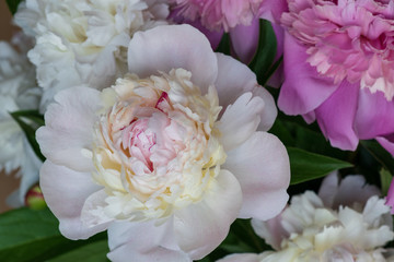 Closeup of fresh peony flowers. peony background. pink and white peonies.