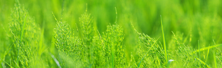Natural greens natural panoramic background.  Horsetail field or Equisetum arvense, herbal plants