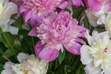 Closeup of fresh peony flowers. peony background. pink and white peonies.