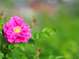 Pink rosehip. Flower of dog-rose or rosa canina in nature