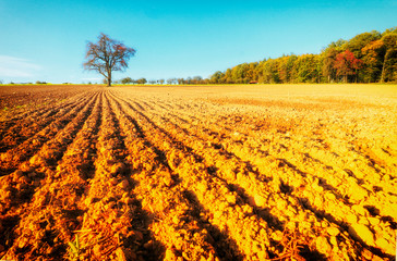 One Tree on a field in Hohenlohe, Baden-Württemberg, Germany, Europe