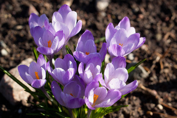 Blooming Spring crocus (Crocus vernus) on the ground.