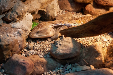 Indonesian blue-tongued skink (Tiliqua gigas) among the stones.