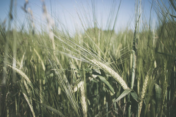 Grain in the Sun, Baden-Württemberg, Germany