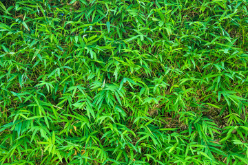 Green bamboo leaves natural background