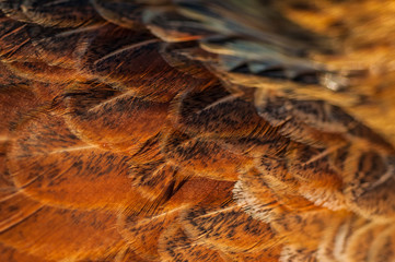 Smooth lines of brown chicken feathers