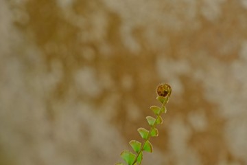 Close up fiddlehead Walking Maidenhair Fern, Tralling Maidenhair, Adiantum caudatum L. with brown wall blur background.