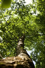 Fototapeta premium Arbre forêt