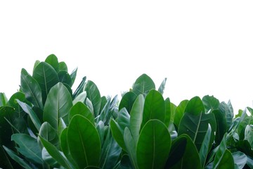 Tropical tree leaves with branches on white isolated background for green foliage backdrop 