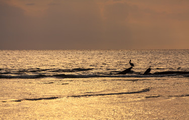 Aguja Island, San Blas archipelago, Kuna Yala Region, Panama, Central America, America