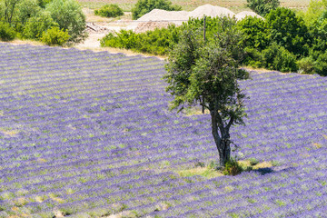 Lavender field and tree