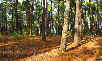 Bosque de pinos de Fuencaliente en el Parque Natural del Valle de Alcudia y Sierra Madrona, provincia de Ciudad Real Castilla la Mancha España