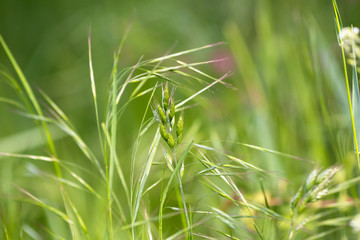 Green wheat on agriculture field in the spring