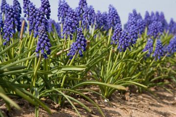 Filed of grape hyacinth. Noordoostpolder netherlands