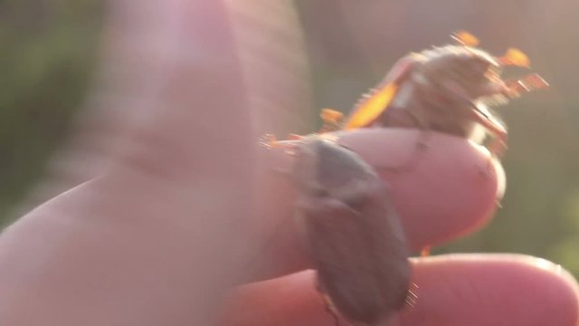 funny maybugs chafer creeping by the hand