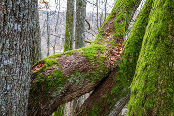 dry old tree trunk stomp in nature