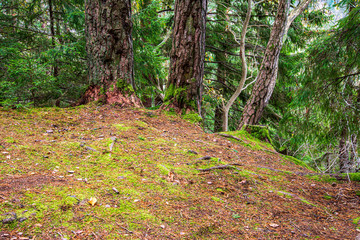 dry old tree trunk stomp in nature