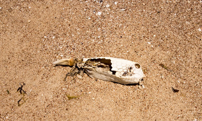 fish dead