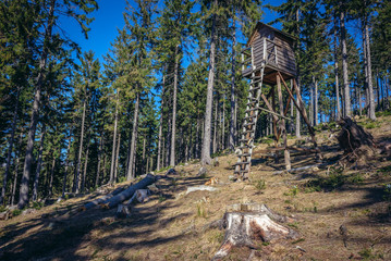 Wooden hunters tower on a slope of Grabina Mount in Owl Mountains Landscape Park, protected area in Lower Silesia Province of Poland