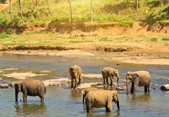 Naklejka premium Asia Elephant bath in river Ceylon.