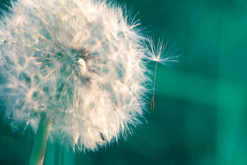  dandelion seed comes off the flower