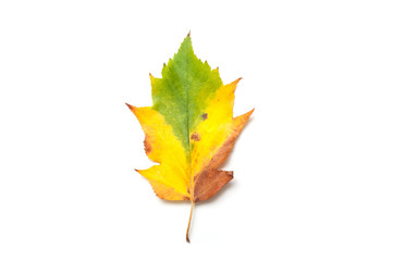 closeup of colorful autumnal leaf on white background