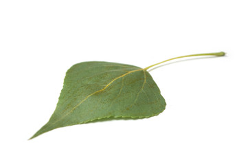 closeup of poplar leaf on white background