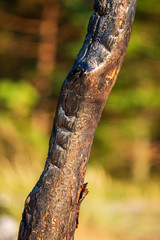 dry old tree trunk stomp in nature