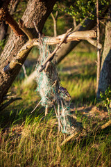 dry old tree trunk stomp in nature