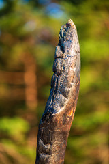 dry old tree trunk stomp in nature