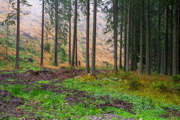 sunny autumn forest with large tree trunks
