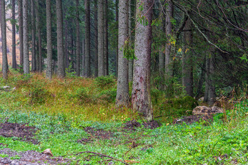 sunny autumn forest with large tree trunks