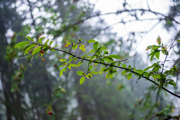 tree tops in forest growing to the blue sky